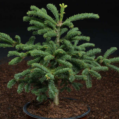 Пихта Рэт Тейл