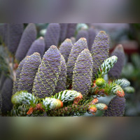 Пихта Сильвер Стар (Silver Star)