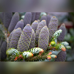 Пихта Сильвер Стар (Silver Star)