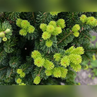 Пихта белая «Пирамидалис» (Pyramidalis)