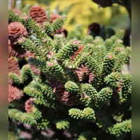 Пихта корейская «Бревифолия»