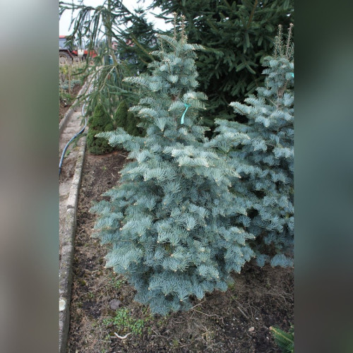 Пихта одноцветная Хекс (Abies concolor Hexe)