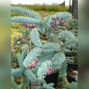 Пихта процера «Глаука» (Abies procera Glauca)