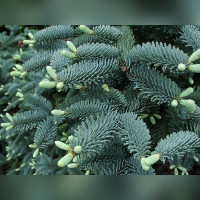 Пихта серебристая «Глаука»