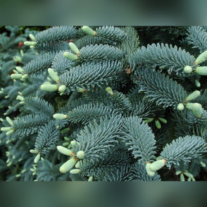 Пихта серебристая «Глаука»