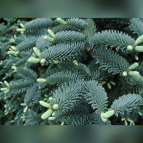 Пихта серебристая «Глаука»