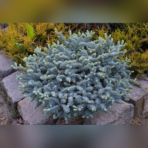 Пихта серебристая Бизарро (Abies procera Bizarro)