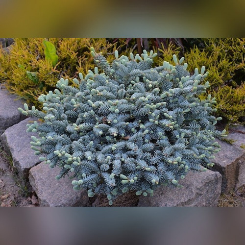 Пихта серебристая Бизарро (Abies procera Bizarro)