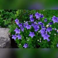 Платикодон