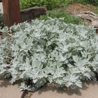 Полынь Стеллера Сильвер Брокед