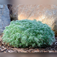 Полынь Шмидта Нана