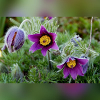 Прострел в ассортименте