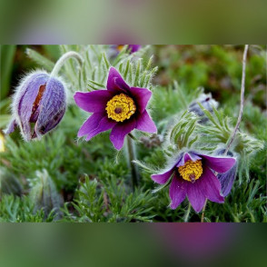 Прострел в ассортименте