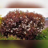 Пузыреплодник калинолистный «Диабло»