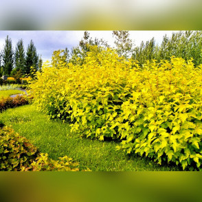 Пузыреплодник Ангел Голд