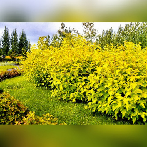 Пузыреплодник Ангел Голд