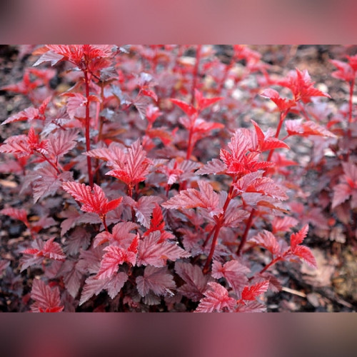 Пузыреплодник «Леди Ин Ред»