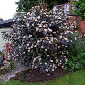 Пузыреплодник Саммер Вайн