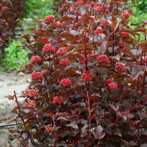 Пузыреплодник калинолистный «Ред Барон»