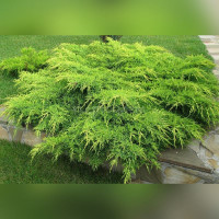 Можжевельник «Пфитцериана Аурея»