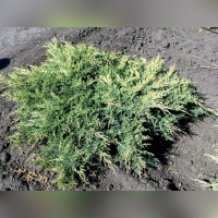 Можжевельник «Пфитцериана Компакта»