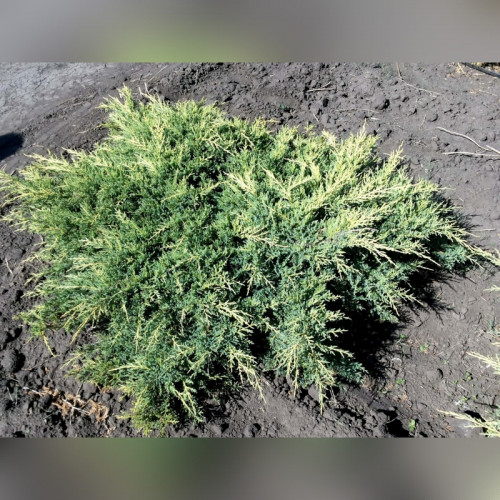 Можжевельник «Пфитцериана Компакта»