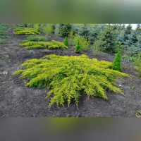 Можжевельник «Пфитцериана»