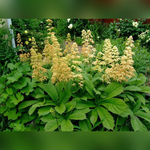 Роджерсия каштанолистная