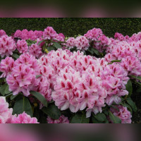 Рододендрон «Данута»