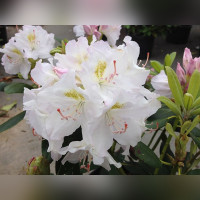 Рододендрон «Катевбинский Альбум»