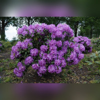 Рододендрон «Катевбинский Грандифлорум»