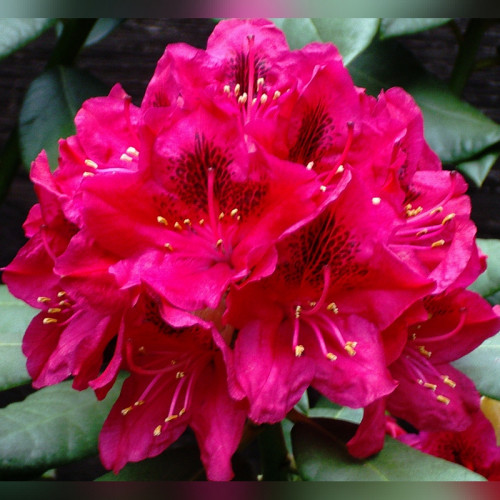 Рододендрон «Нова Зембла»