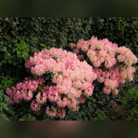 Рододендрон «Перси Вайсман»