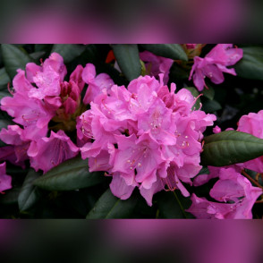 Рододендрон «Розеум Элеганс»