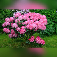 Рододендрон «Хельсинки Юниверсити»