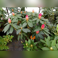 Рододендрон Андантино