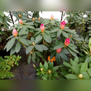 Рододендрон Андантино