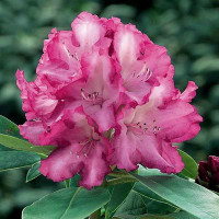 Рододендрон Блюретта
