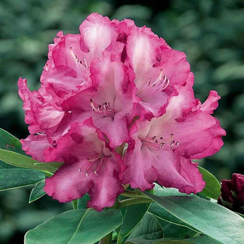 Рододендрон Блюретта