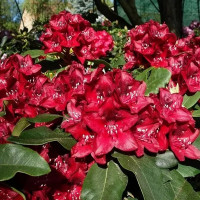 Рододендрон Матадор (Matador)