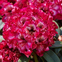 Рододендрон Пайнтед Пурпл (Painted Purple)