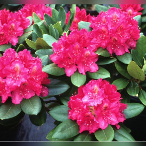 Рододендрон Пирс Американ Бьюти