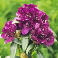 Рододендрон Полярная ночь