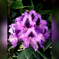 Рододендрон Распутин (Rasputin)