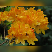 Рододендрон листопадный (Азалия) Knap Hill гибрид