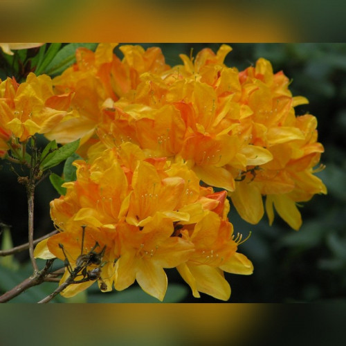 Рододендрон листопадный (Азалия) Knap Hill гибрид