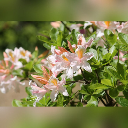 Рододендрон листопадный (Азалия) «Irene Koster»