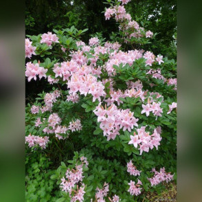 Рододендрон листопадный (Азалия) «Soir de Paris»