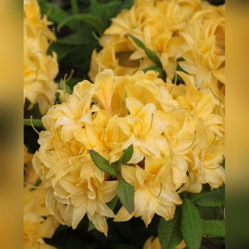 Рододендрон листопадный (Азалия) «Зонненкопхен»