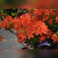 Рододендрон листопадный (Азалия) «Спикс Оранж»
